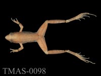 藏品(長腳赤蛙)的圖片